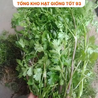 Hạt giốn Mùi Tía, Mùi Ta (ngò rí) bốn mùa trồng quanh năm hàng -công ty Loai 1