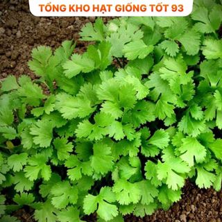 Hạt giốn Mùi Tía, Mùi Ta (ngò rí) bốn mùa trồng quanh năm hàng -công ty Loai 1