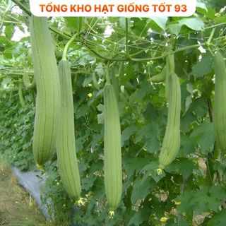 Hạt giống Mướp Hương cao sản 1gram - hàng công ty Loại 1