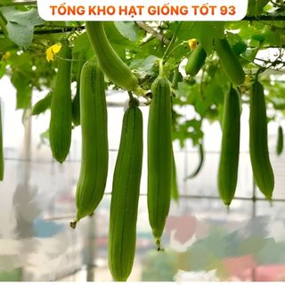 Hạt giống Mướp Hương cao sản 1gram - hàng công ty Loại 1