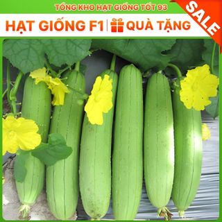 Hạt giống Mướp Hương cao sản 1gram - hàng công ty Loại 1