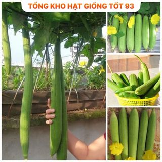 Hạt giống Mướp Hương cao sản 1gram - hàng công ty Loại 1