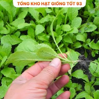 Hạt giống rau cải ăn non rau mềm, ngọt- hàng công ty Loại 1