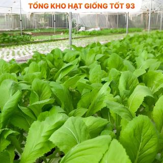 Hạt giống rau cải ăn non rau mềm, ngọt- hàng công ty Loại 1