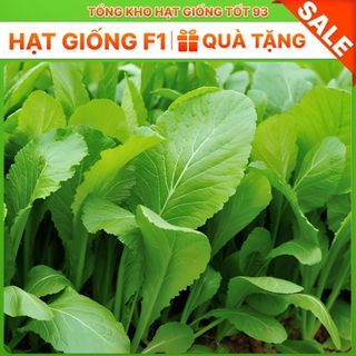Hạt giống rau cải ăn non rau mềm, ngọt- hàng công ty Loại 1