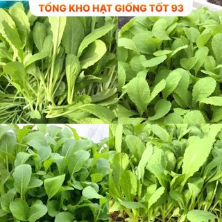 Hạt giống rau cải ăn non rau mềm, ngọt- hàng công ty Loại 1