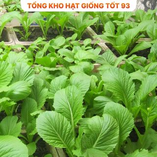 Hạt giống rau cải ăn non rau mềm, ngọt- hàng công ty Loại 1