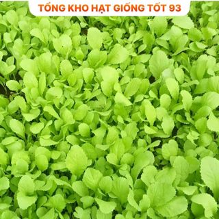 Hạt giống rau cải ăn non rau mềm, ngọt- hàng công ty Loại 1