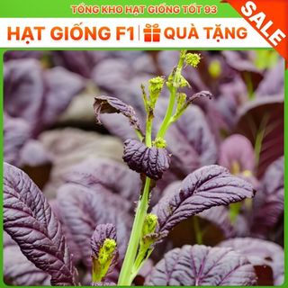 Hạt Giống Rau Cải NGỒNG TÍM Thu Hoạch Dược Nhiều Lần, Dễ Trồng, Rất Ngon, hàng công ty Loại 1