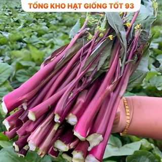 Hạt Giống Rau Cải NGỒNG TÍM Thu Hoạch Dược Nhiều Lần, Dễ Trồng, Rất Ngon, hàng công ty Loại 1