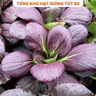 Hạt Giống Rau Cải NGỒNG TÍM Thu Hoạch Dược Nhiều Lần, Dễ Trồng, Rất Ngon, hàng công ty Loại 1