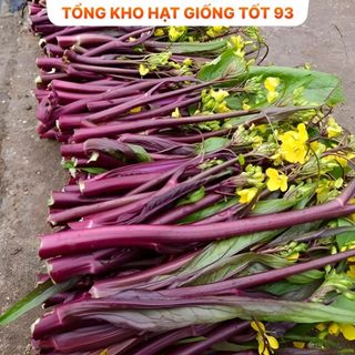 Hạt Giống Rau Cải NGỒNG TÍM Thu Hoạch Dược Nhiều Lần, Dễ Trồng, Rất Ngon, hàng công ty Loại 1