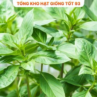 Hạt giống Húng quế  năng suất cao - hàng công ty loại 1