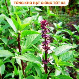 Hạt giống Húng quế  năng suất cao - hàng công ty loại 1