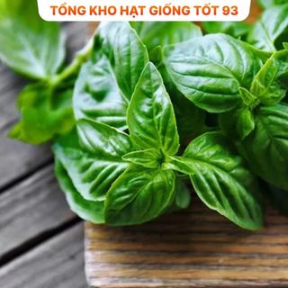 Hạt giống rau húng quế nảy mầm tốt hàng công ty loại 1