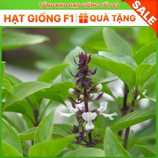 Hạt giống rau húng quế nảy mầm tốt hàng công ty loại 1
