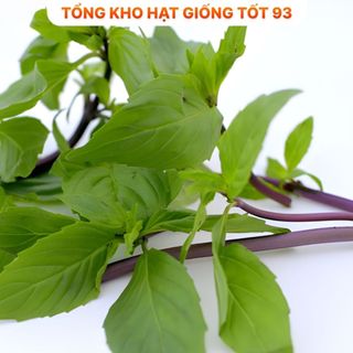 Hạt giống Húng quế  năng suất cao - hàng công ty loại 1