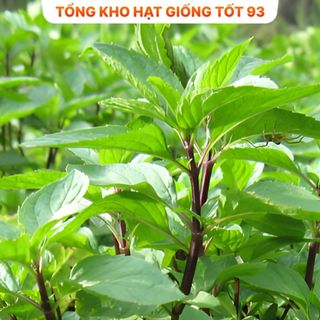 Hạt giống Húng quế  năng suất cao - hàng công ty loại 1