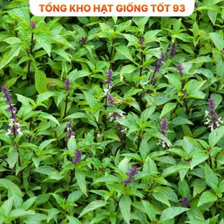 Hạt giống Húng quế  năng suất cao - hàng công ty loại 1