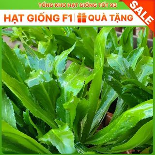 Hạt giống rau mùi tàu (ngò gai) chịu nhiệt- hàng công ty loại 1