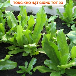 Hạt giống rau mùi tàu (ngò gai) - hàng công ty Loại 1