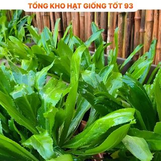 Hạt giống rau mùi tàu (ngò gai) - hàng công ty Loại 1