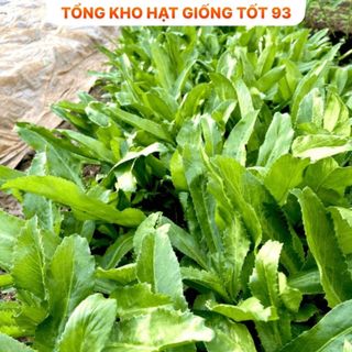 Hạt giống rau mùi tàu (ngò gai) - hàng công ty Loại 1
