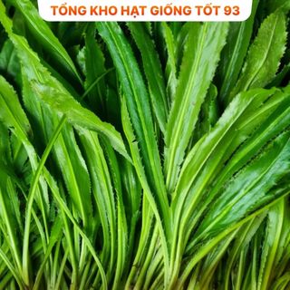 Hạt giống rau mùi tàu (ngò gai) - hàng công ty Loại 1