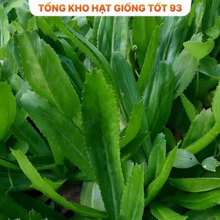 Hạt giống rau mùi tàu (ngò gai) - hàng công ty Loại 1