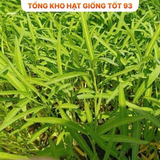 Hạt giống Rau muống lá tre hàng công ty chất lượng cao loại 1