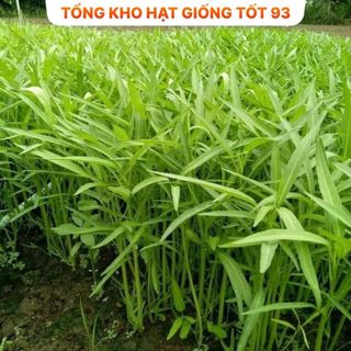 Hạt giống Rau muống lá tre hàng công ty chất lượng cao loại 1