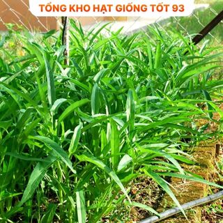Hạt giống Rau muống lá tre hàng công ty chất lượng cao loại 1