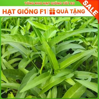 Hạt giống Rau muống lá tre hàng công ty chất lượng cao loại 1