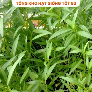 Hạt giống Rau muống lá tre hàng công ty chất lượng cao loại 1