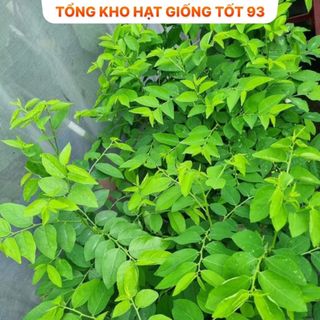 Hạt giống Rau Ngót  hàng công ty
