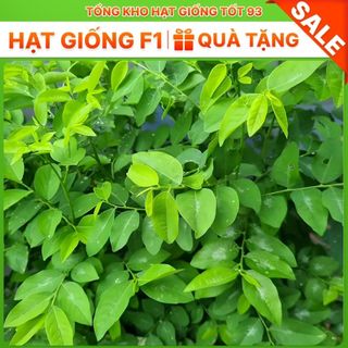 Hạt giống Rau Ngót  hàng công ty