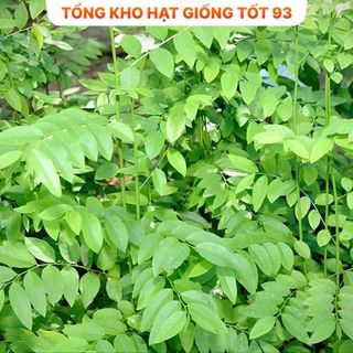 Hạt giống Rau Ngót  hàng công ty
