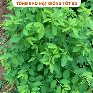 Hạt giống Rau Ngót  hàng công ty