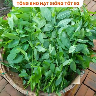 Hạt giống Rau Ngót  hàng công ty