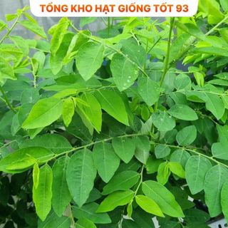 Hạt giống Rau Ngót  hàng công ty
