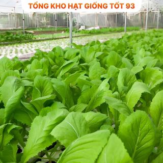 Hạt giống rau thơm, rau gia vị, rau củ quả các loại trồng quanh năm nảy mầm tốt (hàng F1)