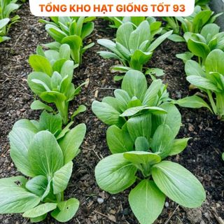 Hạt giống rau thơm, rau gia vị, rau củ quả các loại trồng quanh năm nảy mầm tốt (hàng F1)