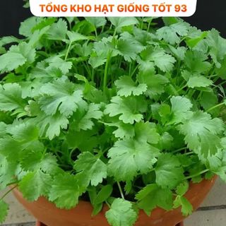 Hạt giống rau thơm, rau gia vị, rau củ quả các loại trồng quanh năm nảy mầm tốt (hàng F1)