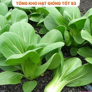 Hạt giống rau thơm, rau gia vị, rau củ quả các loại trồng quanh năm nảy mầm tốt (hàng F1)