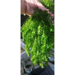 Rong đuôi chó thủy sinh trang trí hồ cá thủy sinh. combo5 nhánh 10xu