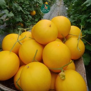 Hạt giống Dưa Lê Vỏ Vàng F1 Siêu Đậu Quả (Gói 20 Hạt) Ăn Thơm Ngọt, Dễ Trồng, Năng Suất Cao