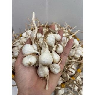 Tỏi Lý Sơn loại nhỏ 3-5 tép -chuẩn tỏi lý sơn - tỏi được lựa chọn kỹ-dễ bóc vỏ và rất thơm