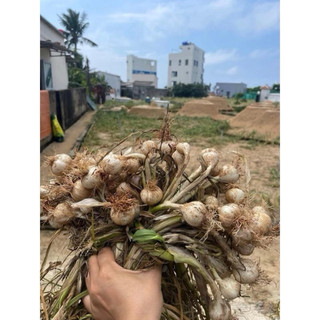 Tỏi Lý Sơn loại nhỏ 3-5 tép -chuẩn tỏi lý sơn - tỏi được lựa chọn kỹ-dễ bóc vỏ và rất thơm
