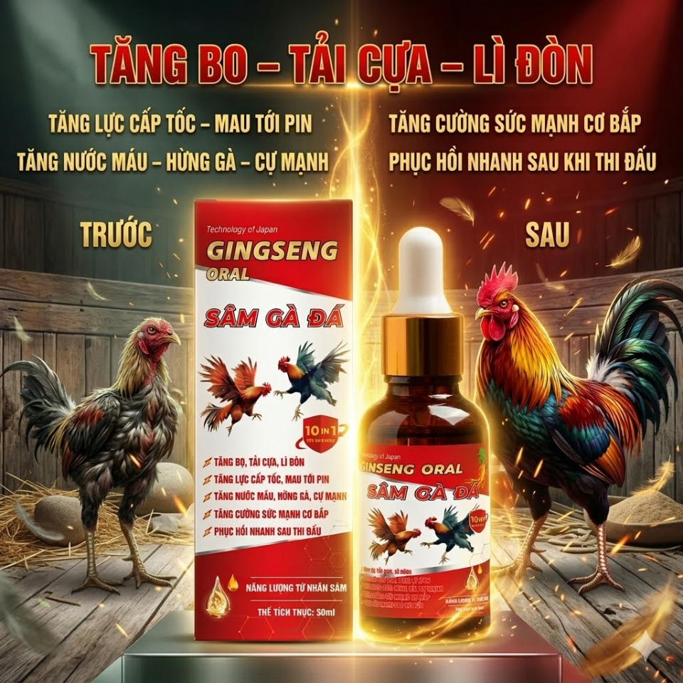 Sâm Nuôi Gà Đá Tăng Lực Chiến Kê, Giúp Gà Mau Lên Bo, Hừng Gà, Chống Stress Phục Hồi Nhanh