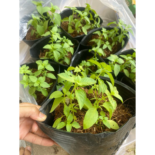 Chậu cây é trắng ,rau thơm nhiều công dụng